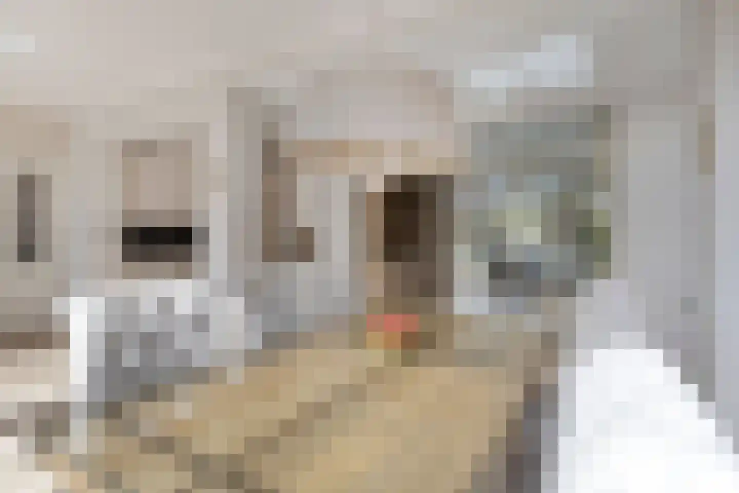 van Heijnsbergenstraat 13 Helmond thumbnail 28