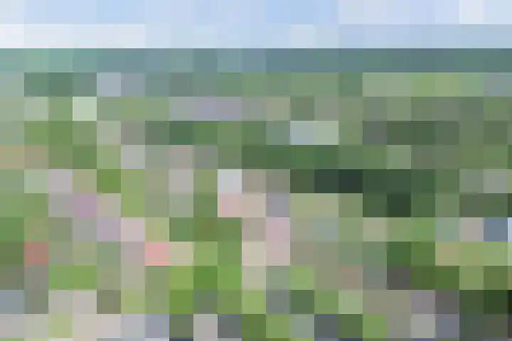 Van Helomalaan 8 Wolvega thumbnail 74