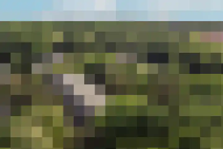 van Heutszlaan 114 Ede thumbnail 33