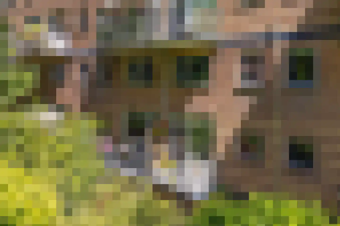 van Heutszlaan 34 Ede thumbnail 5