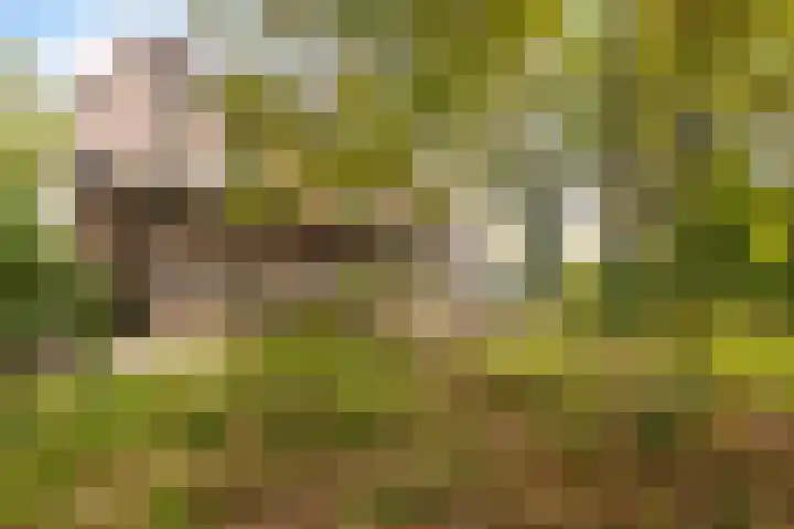 van Heutszlaan 4 Ede thumbnail 36