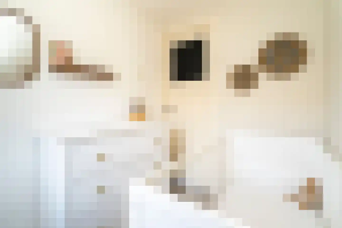 Van Heutszstraat 34 Tilburg thumbnail 22