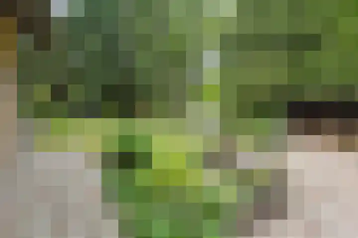 van Hogendorplaan 10 Eindhoven thumbnail 62