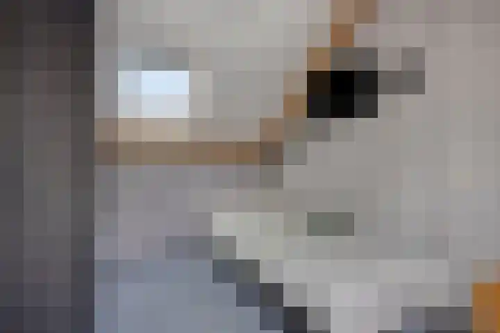 van Hoornlaan 25 Zutphen thumbnail 26