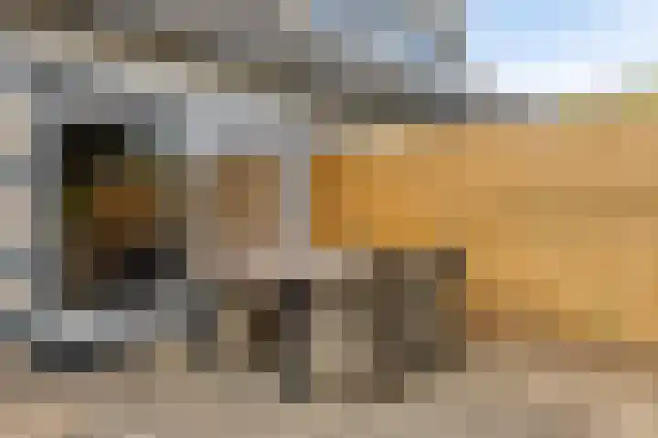 van Hoornlaan 25 Zutphen thumbnail 28