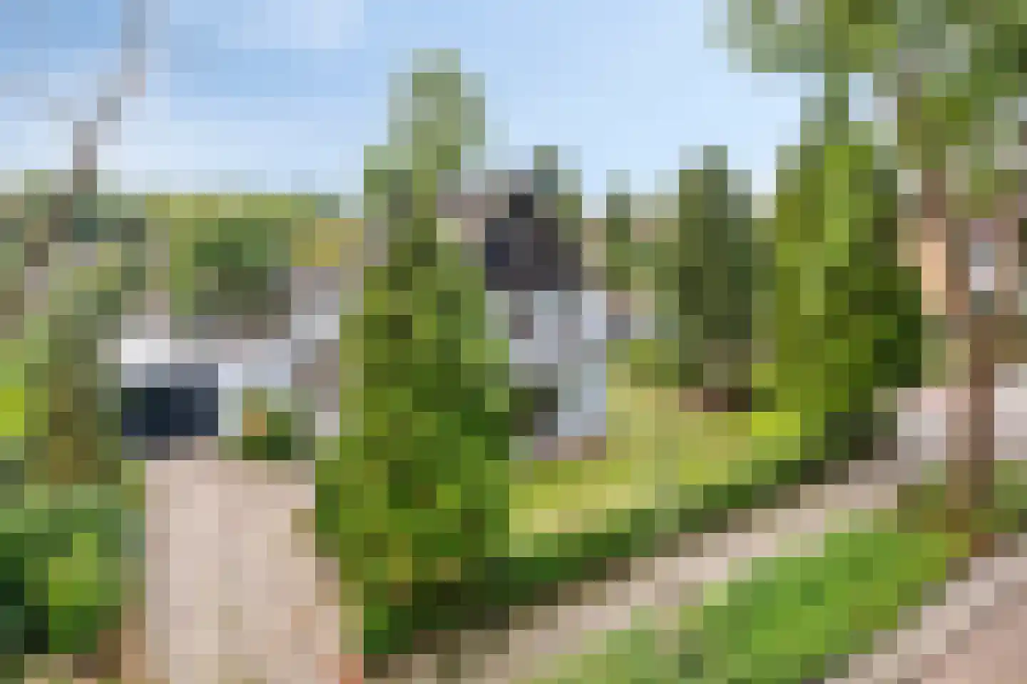van Hornestraat 6 Loon op Zand thumbnail 43