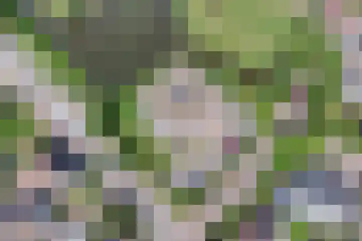 Van Hornmarke 24 Zwolle thumbnail 24