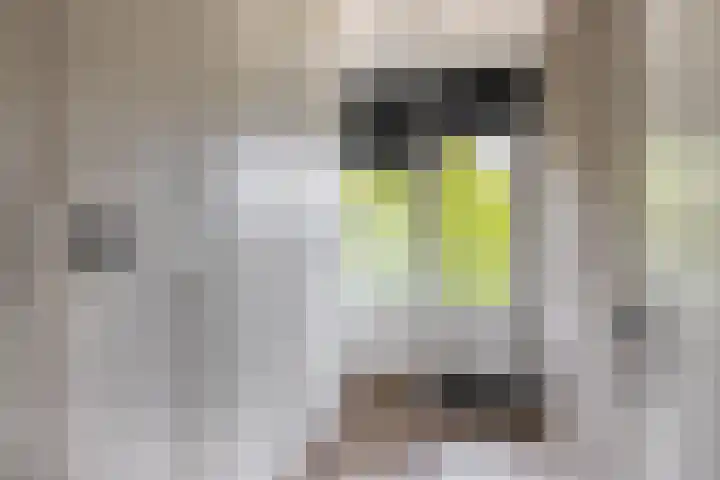 van Houtenlaan 13 Pijnacker thumbnail 25