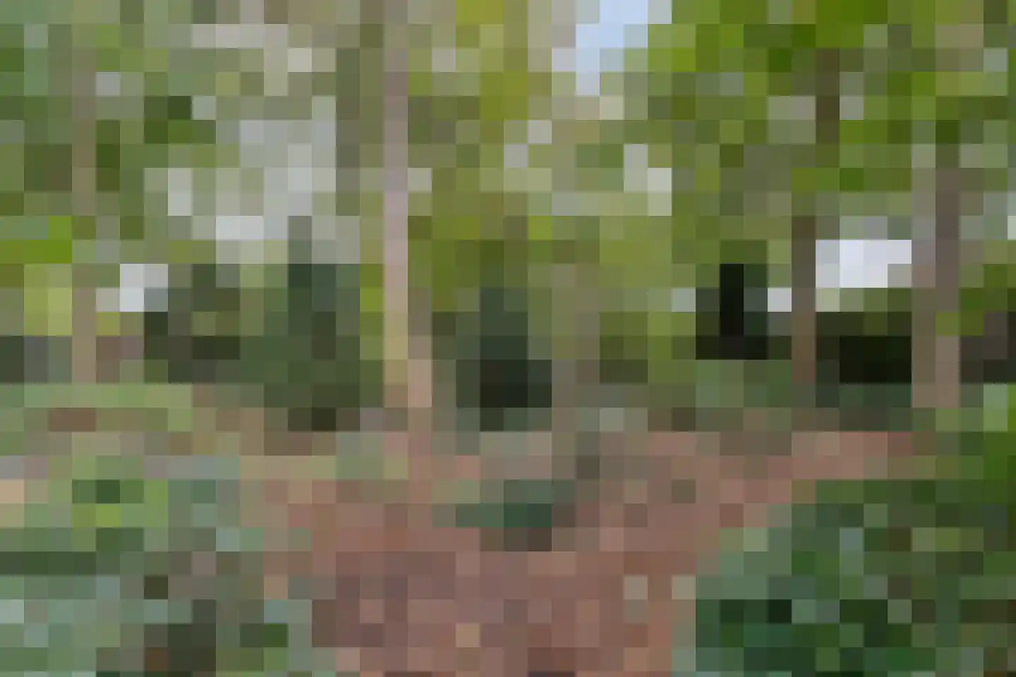 van Hövellstraat 20 Helden thumbnail 60