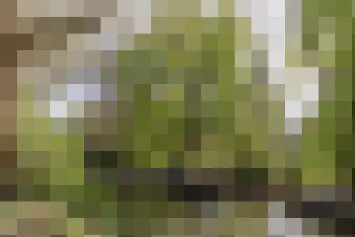 Team photo of Van Huis Uit Makelaars B.V.