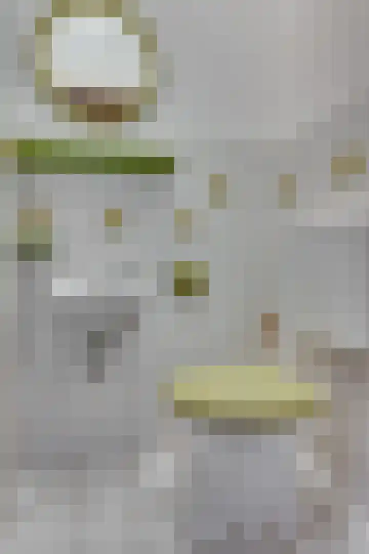 van Hushovenstraat 6 Venlo thumbnail 8