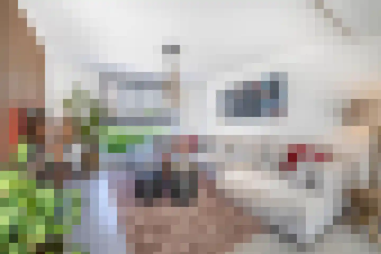 van Kleefstraat 26 Tegelen thumbnail 6
