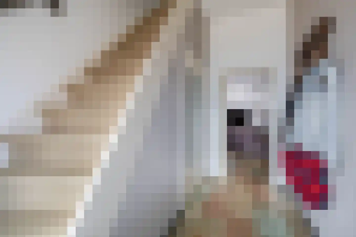 van Laerstraat 9 Venlo thumbnail 8