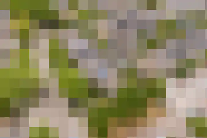 Van Leeuwenhoeklaan 31 Oosterhout thumbnail 5