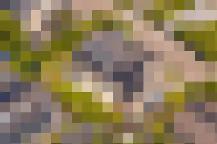 van Limburg Stirumlaan 13 Maasdam thumbnail 62