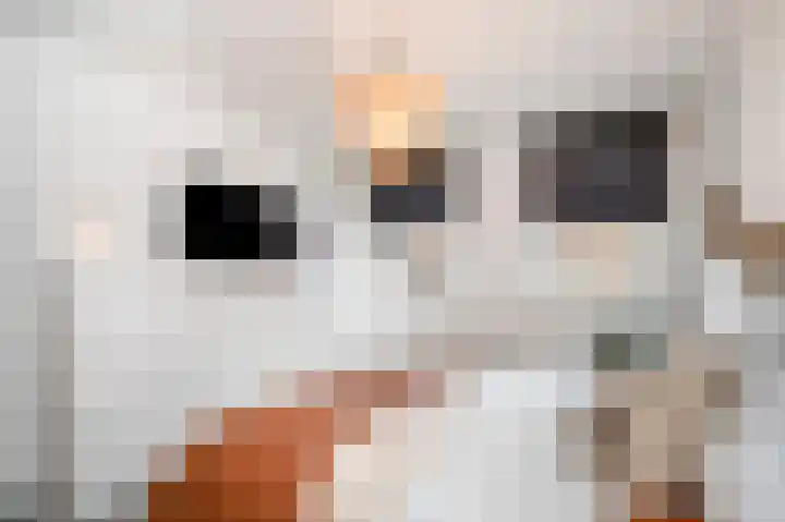 Van Lintrehof 4 Sittard thumbnail 30