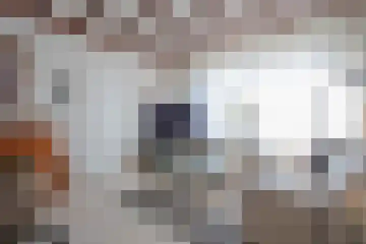 van Loonstraat 14 Haelen thumbnail 8