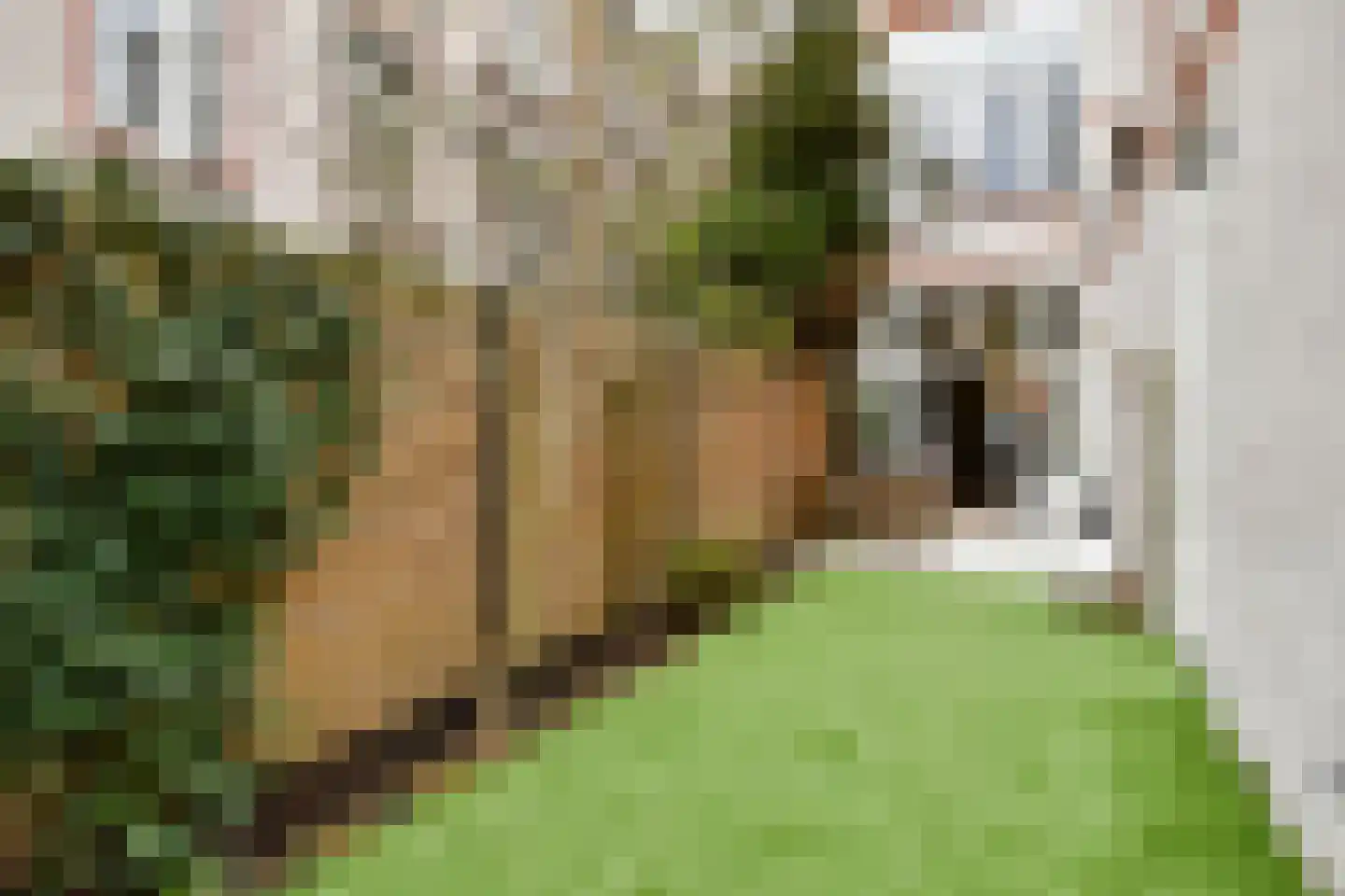 Van Loostraat 144 Den Haag thumbnail 4
