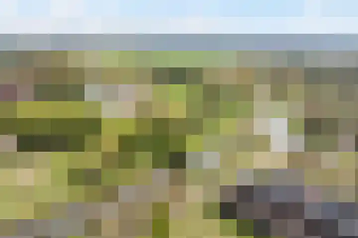 Van Maanenware 26 Zwolle thumbnail 40