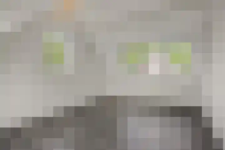 van Meeuwenstraat 10 Rosmalen thumbnail 20