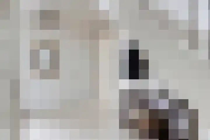 Van Mekerenstraat 1 B Puiflijk thumbnail 4