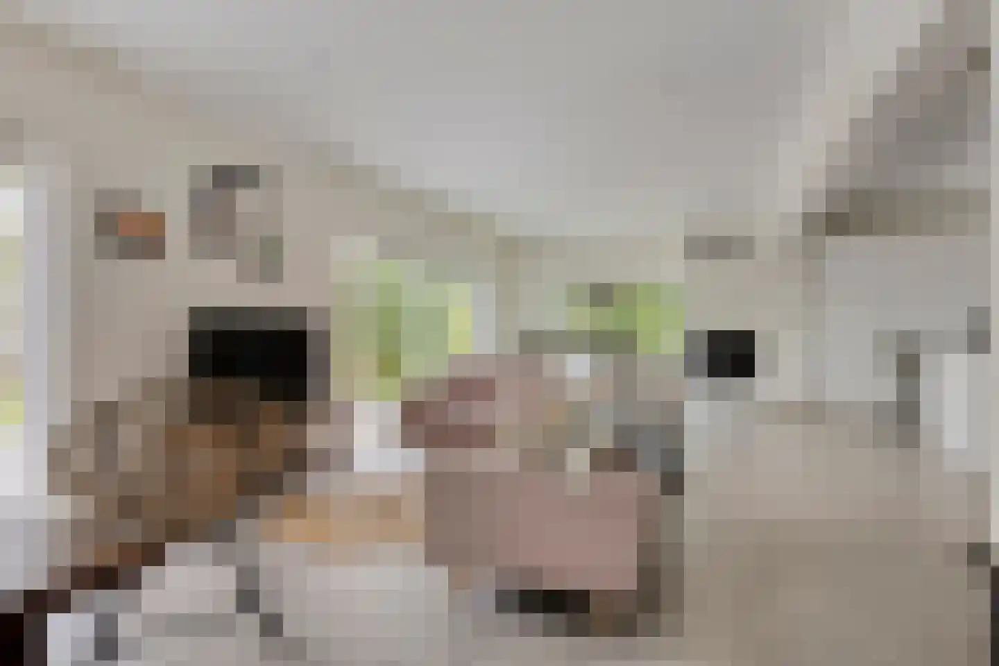 van Middelhovenstraat 38 Axel thumbnail 8