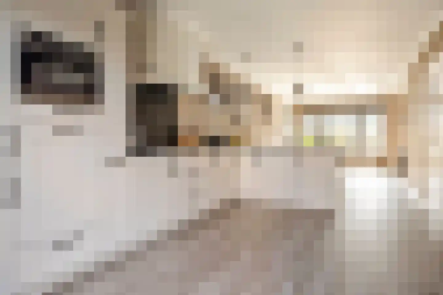 van Middelhovenstraat 41 Axel thumbnail 8