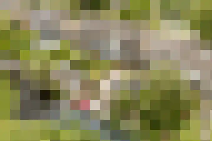 van Mieroplaan 47 Heerhugowaard thumbnail 57