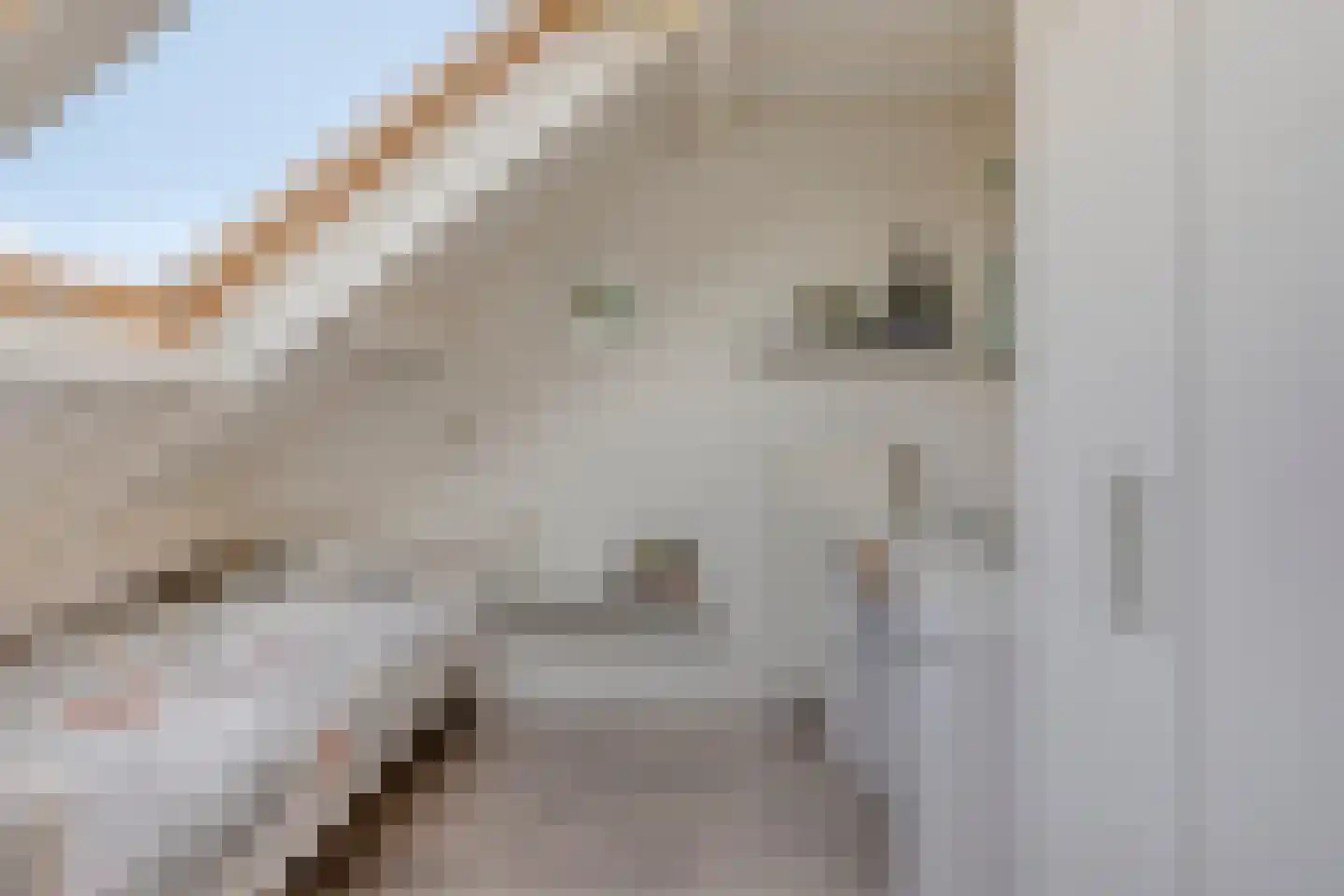 van Ostade 1 Monster thumbnail 31