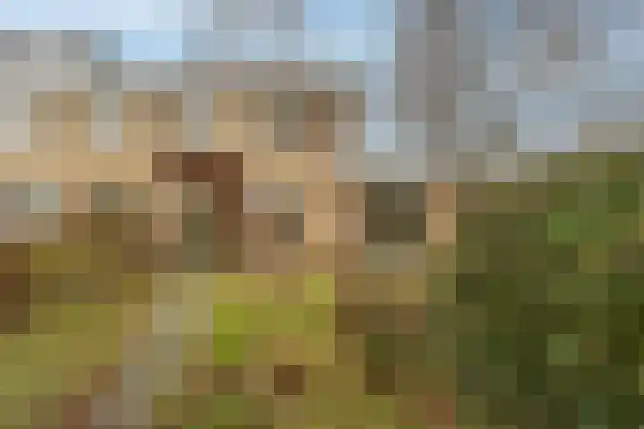 van Ostadestraat 15 Oud-Beijerland thumbnail 34