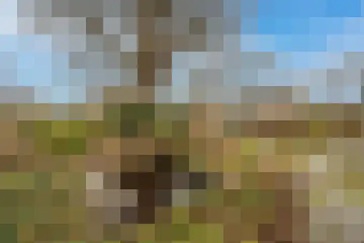 van Ostadestraat 15 Oud-Beijerland thumbnail 37