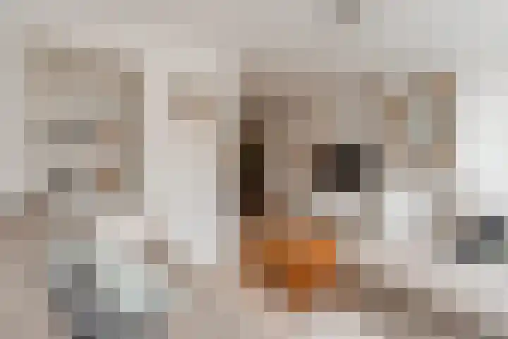 Van Ostadestraat 51 3 Amsterdam thumbnail 11
