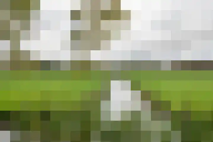 van Pallandtdreef 16 Culemborg thumbnail 32