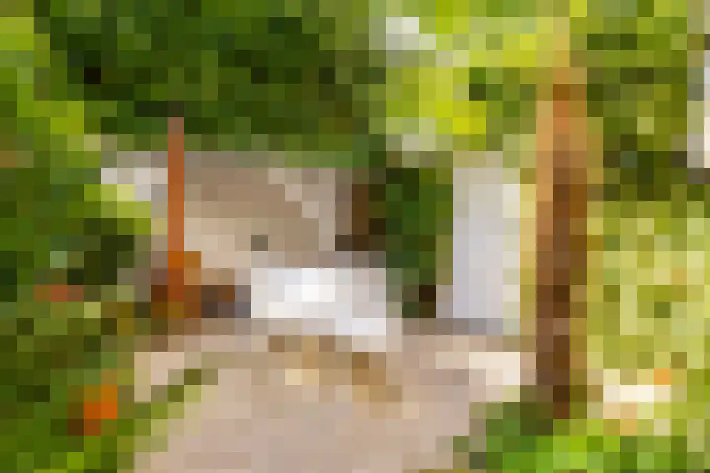 Van Pallandtstraat 39 Arnhem thumbnail 39