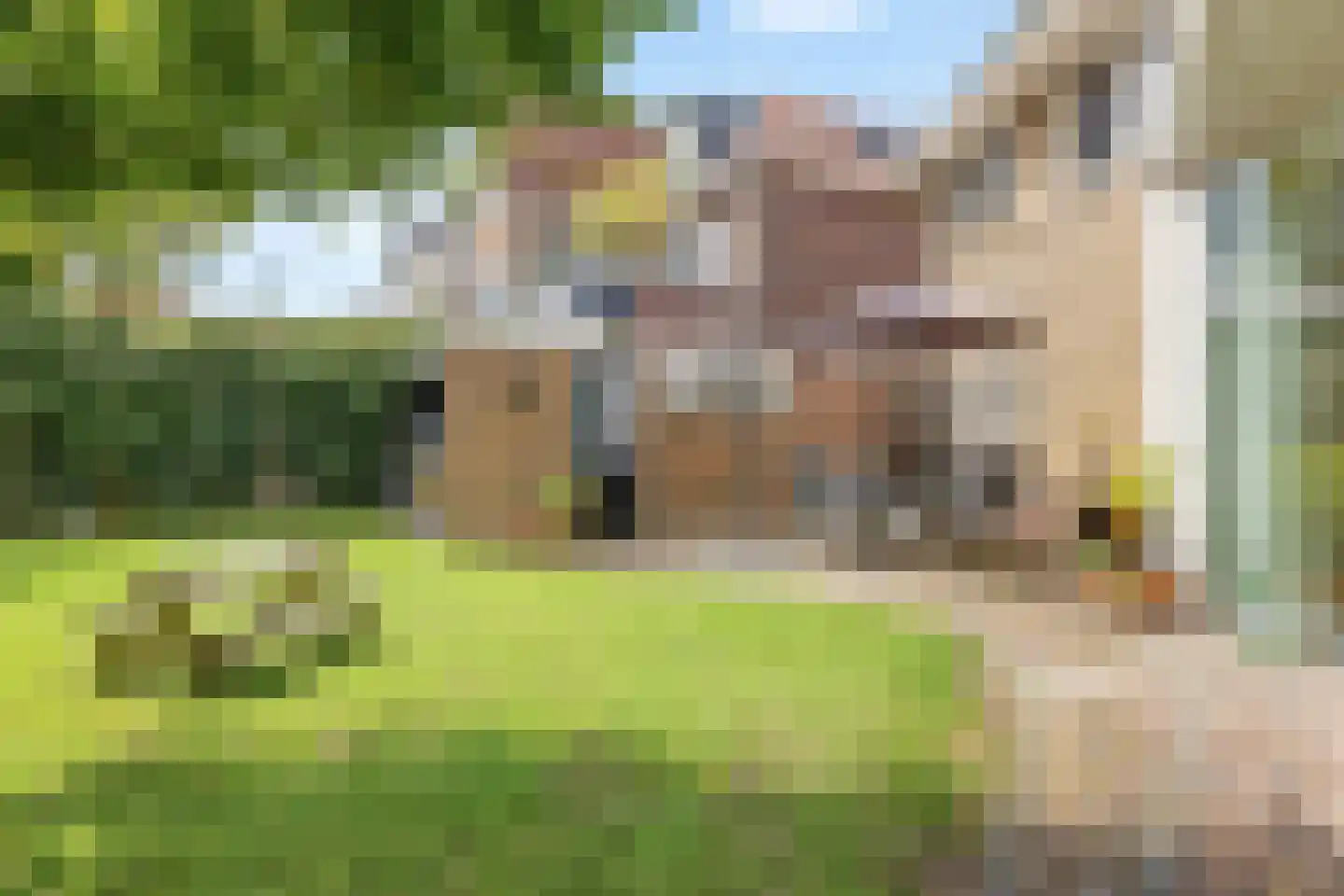 Van Pallandtstraat 43 Arnhem thumbnail 52
