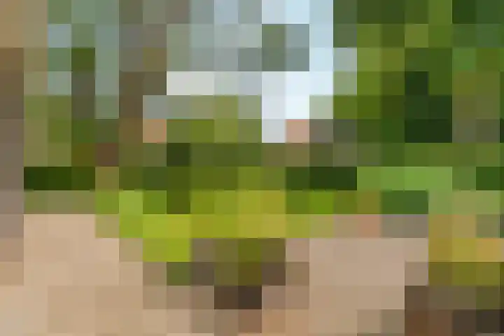 van Peltlaan 270 Nijmegen thumbnail 53