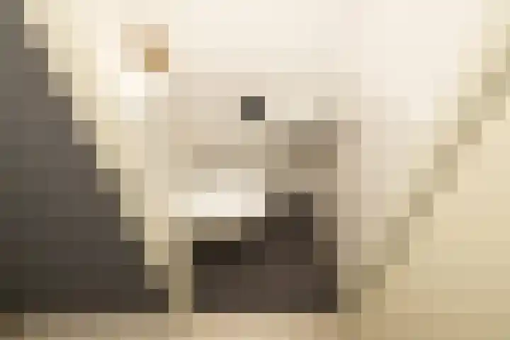 Van Poeljestraat 23 Honselersdijk thumbnail 6