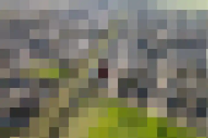Van Raasfeldmarke 46 Zwolle thumbnail 49