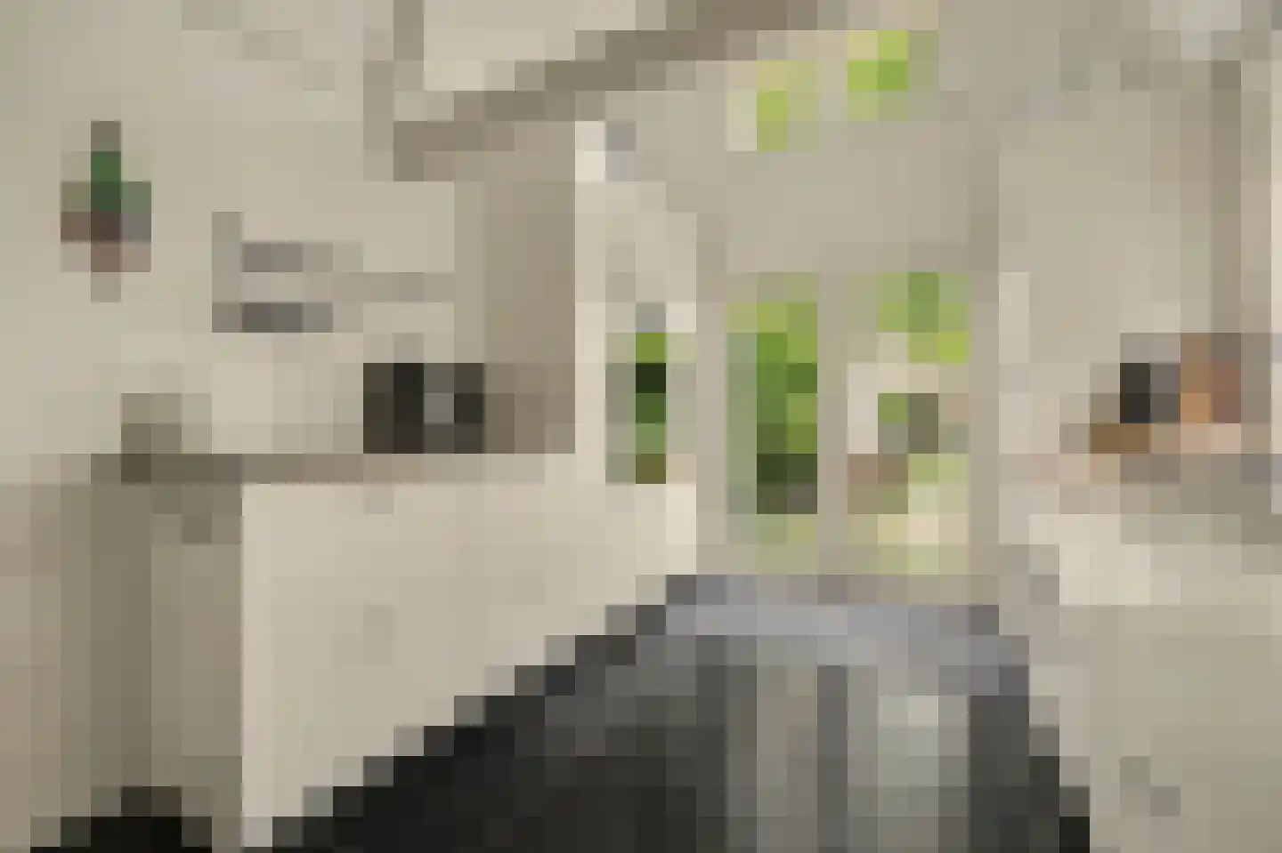 van Randwijckstraat 32 Yerseke thumbnail 22