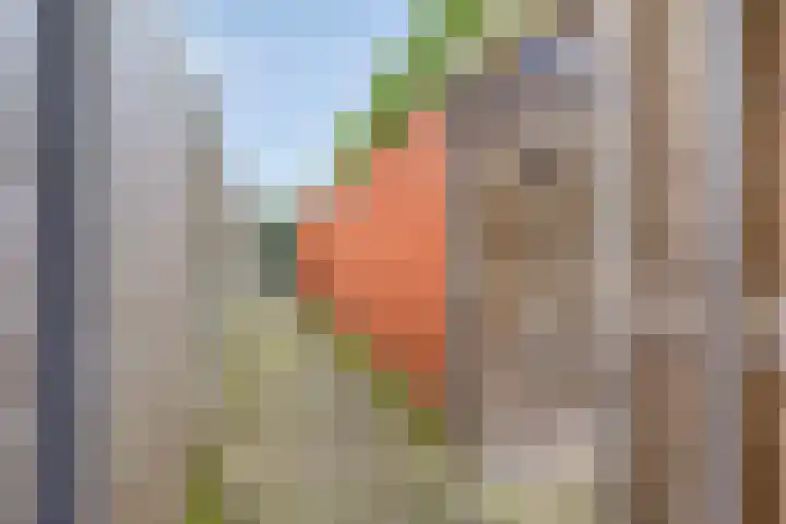 van Randwijkhof 3 Lichtenvoorde thumbnail 33