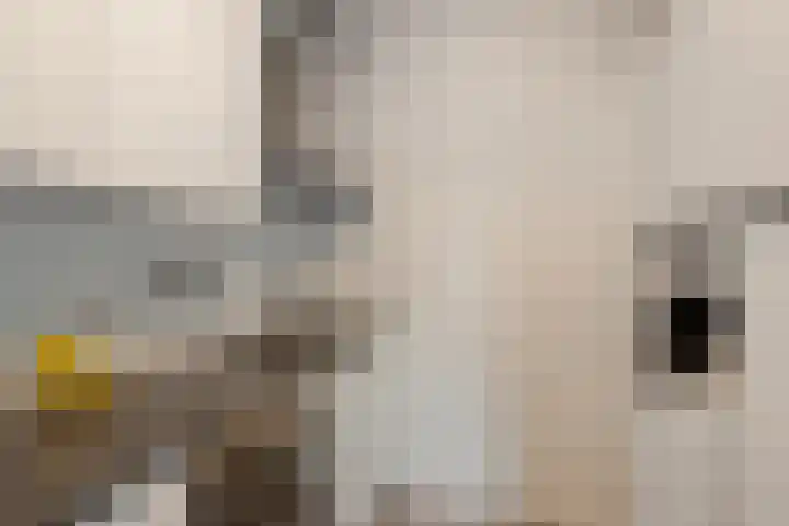 van Rechterenlaan 72 Coevorden thumbnail 17