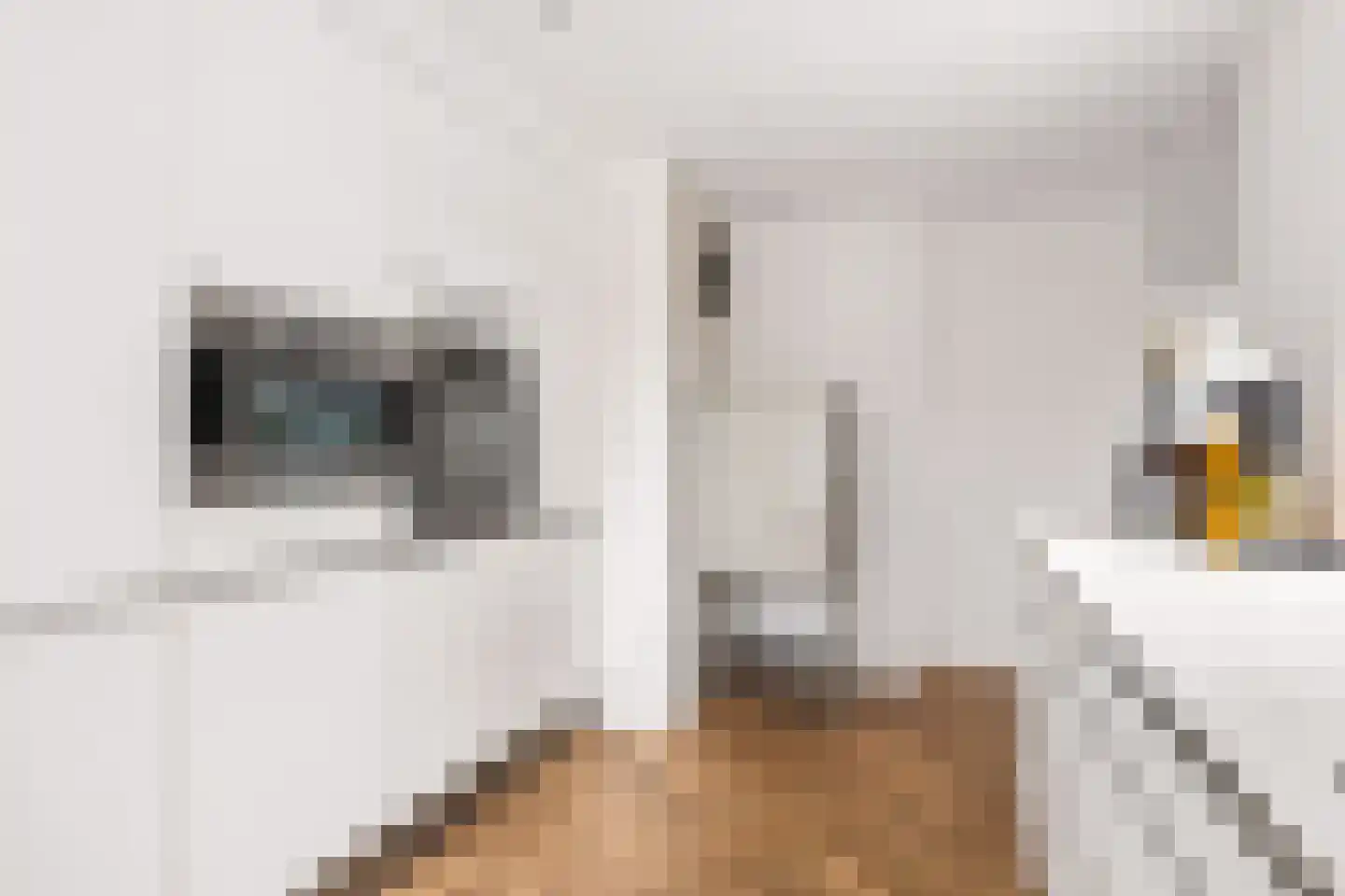 Van Rechterenmarke 8 Zwolle thumbnail 16