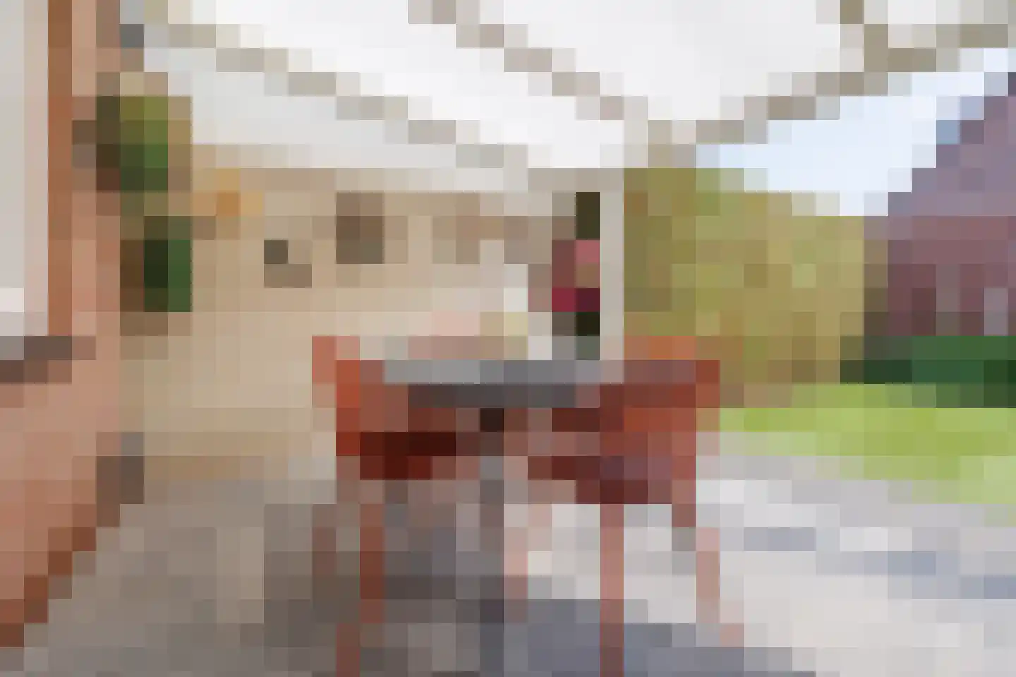 Van Renessestraat 11 Sevenum thumbnail 31