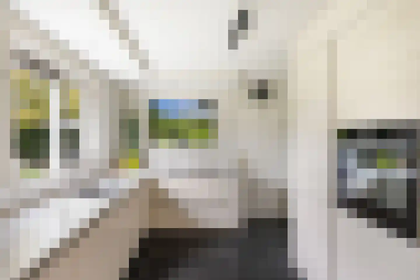 Van Rhemenmarke 8 Zwolle thumbnail 15