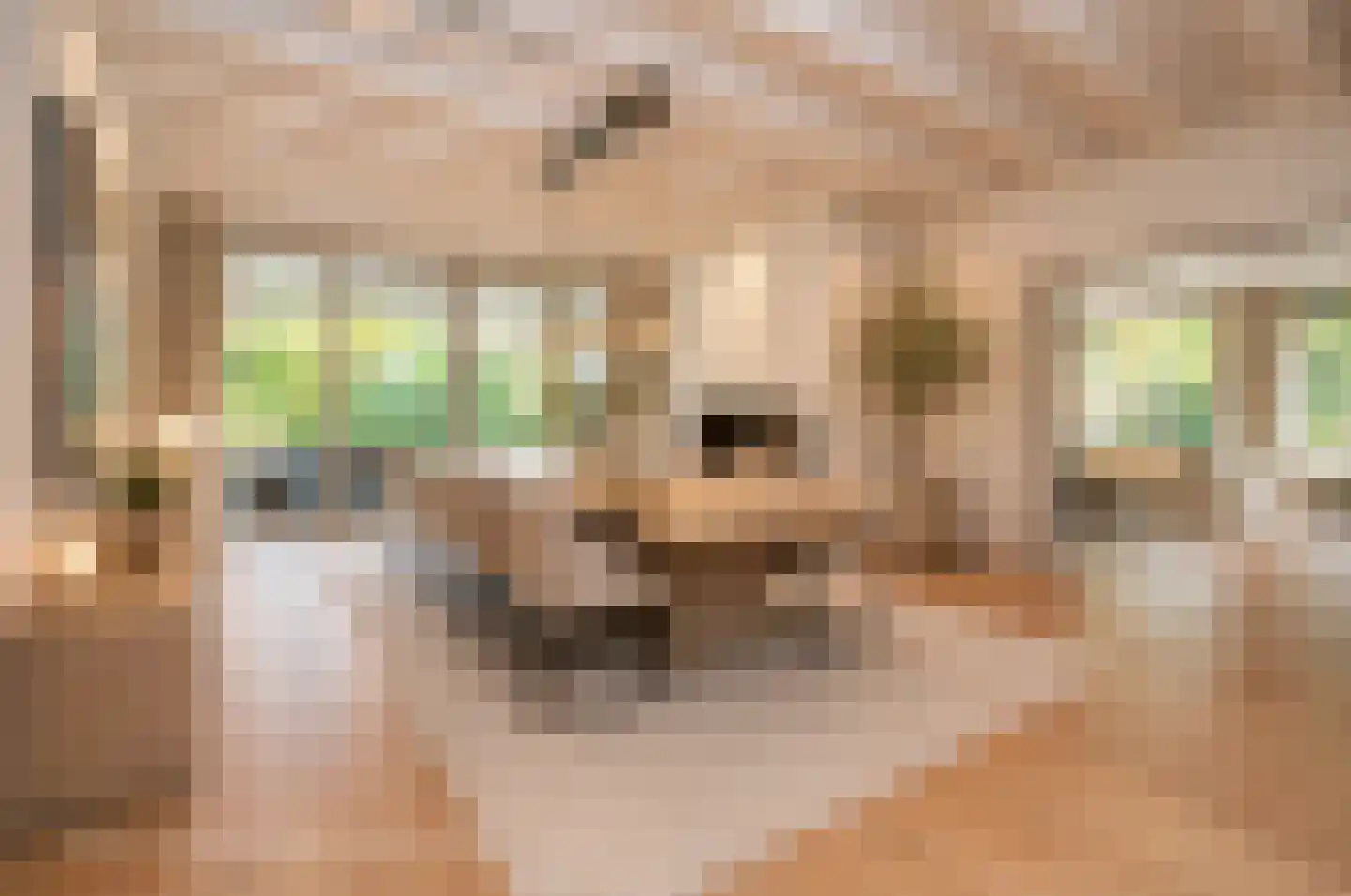 van Rijckevorsellaan 8 Moergestel foto 2