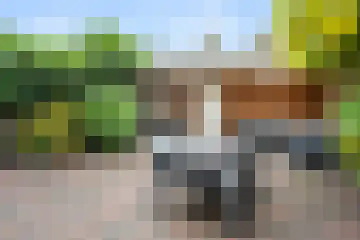 Van Rijnesteinlaan 13 Renswoude thumbnail 32