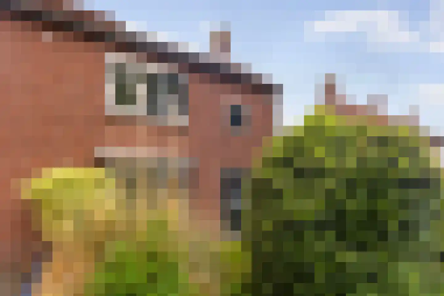 van Roggenstraat 6 Gaanderen thumbnail 6