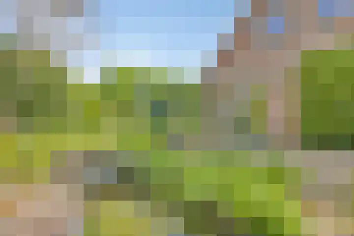 Van Royenstraat 3 Diever thumbnail 33