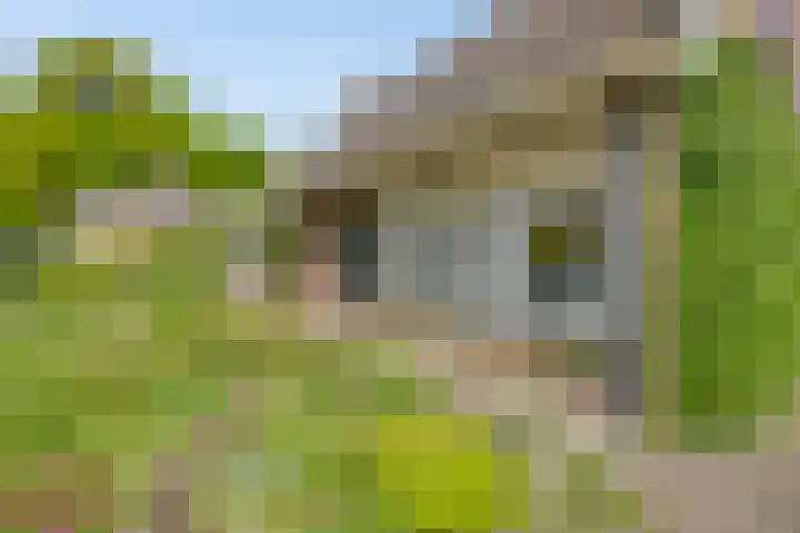 Van Royenstraat 3 Diever thumbnail 42