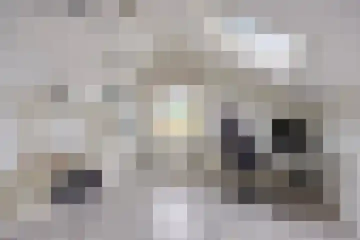 van Ruysdaellaan 60 Bergschenhoek thumbnail 38